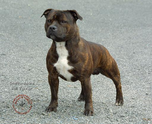 Staffordshire Bull Terrier 9F23-14.JPG